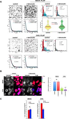 Actin cytoskeleton differently regulates cell surface organization of GPI-anchored proteins in polarized epithelial cells and fibroblasts